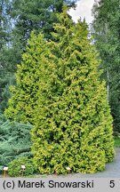 Thuja occidentalis Sunkist