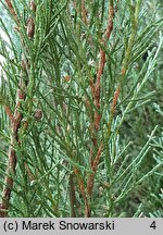 Juniperus virginiana Skyrocket