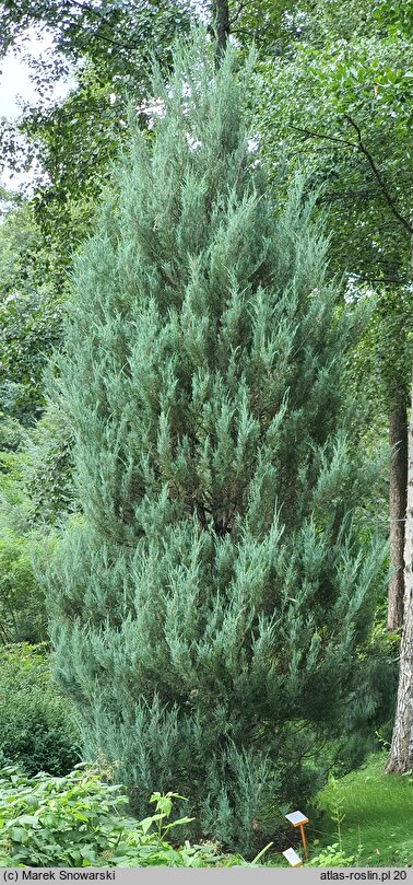 Juniperus virginiana Skyrocket