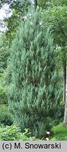 Juniperus virginiana Skyrocket