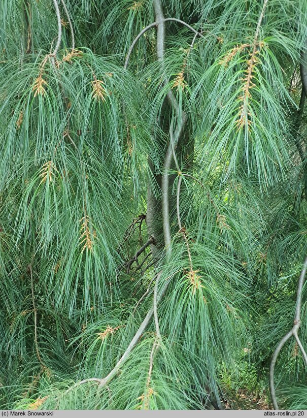 Pinus strobus Pendula