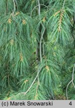 Pinus strobus Pendula