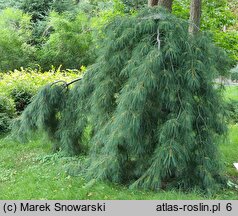 Pinus strobus Pendula