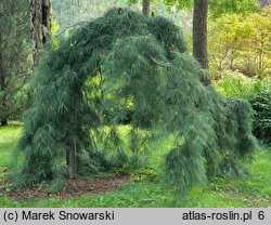 Pinus strobus Pendula