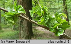 Fagus sylvatica s.str. Cristata
