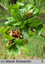 Fagus sylvatica s.str. Cristata