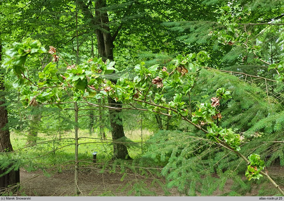 Fagus sylvatica Cristata