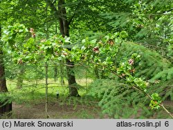 Fagus sylvatica s.str. Cristata