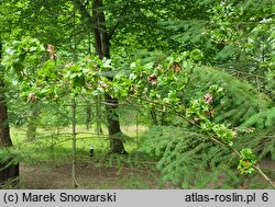 Fagus sylvatica Cristata