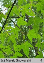 Acer pectinatum ssp. laxiflorum