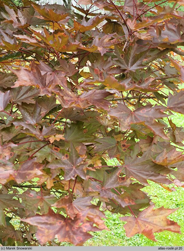 Acer platanoides Royal Red