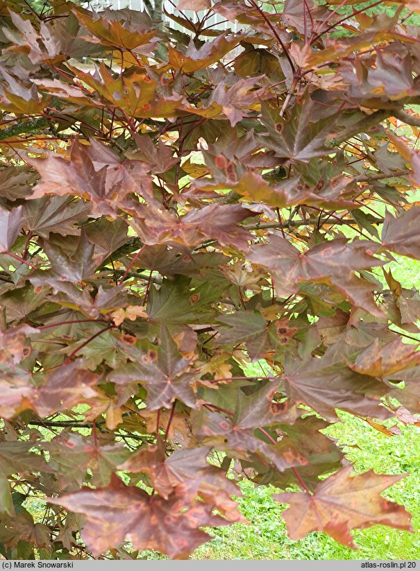 Acer platanoides Royal Red