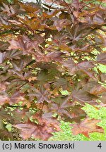 Acer platanoides Royal Red