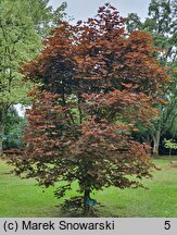 Acer platanoides Royal Red