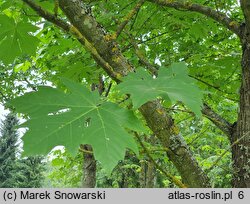 Acer macrophyllum (klon wielkolistny)