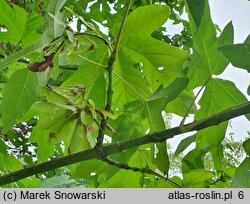 Acer macrophyllum (klon wielkolistny)