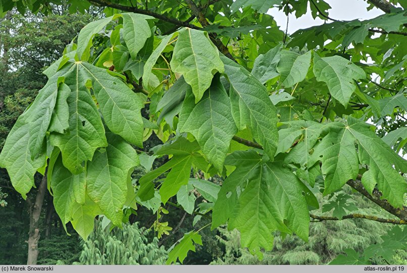 Acer macrophyllum (klon wielkolistny)