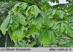 Acer macrophyllum (klon wielkolistny)