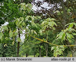 Acer negundo Variegatum