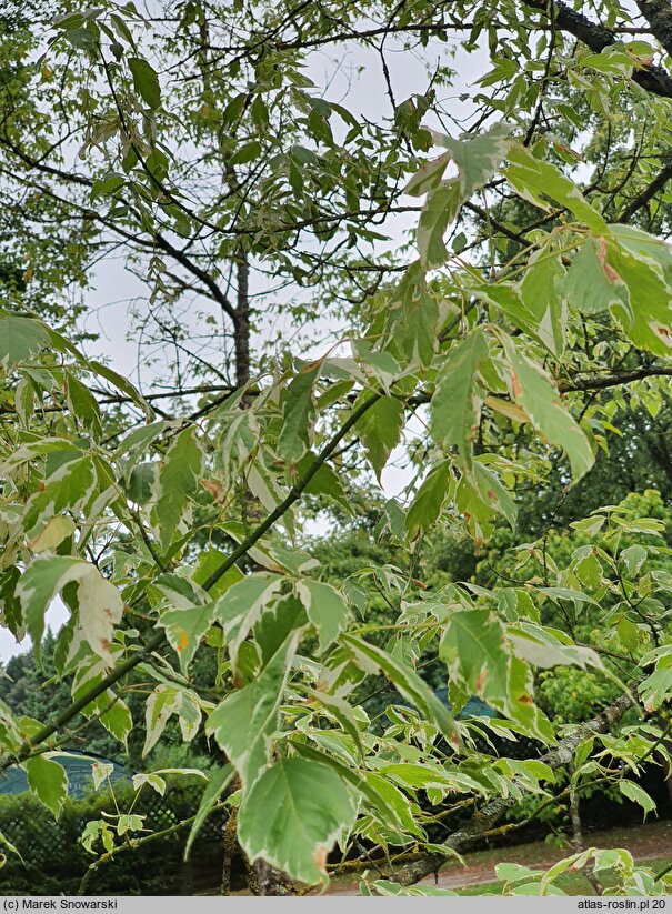 Acer negundo Variegatum