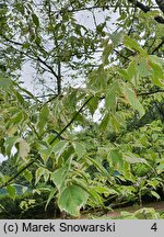 Acer negundo Variegatum