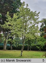 Acer negundo Variegatum