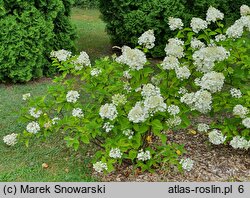 Hydrangea paniculata Mega Pearl