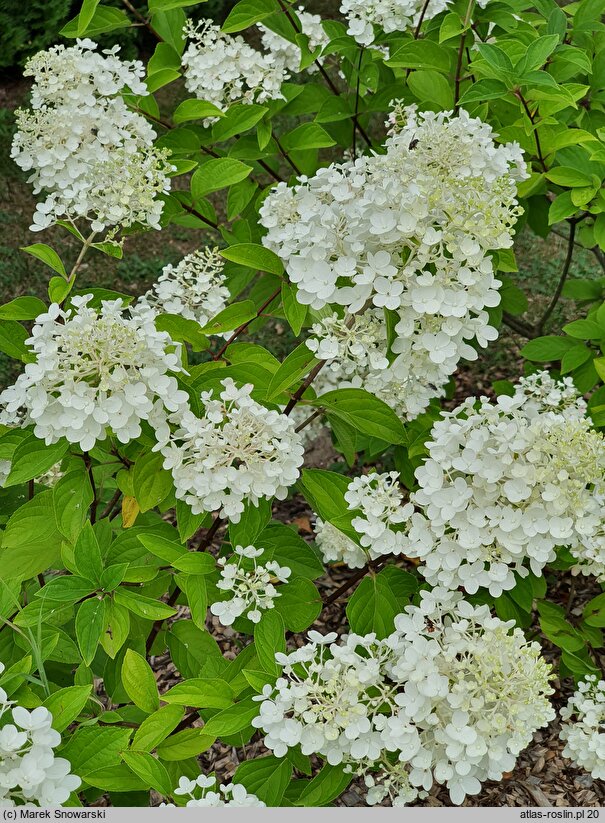 Hydrangea paniculata Mega Pearl