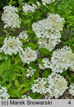 Hydrangea paniculata Mega Pearl