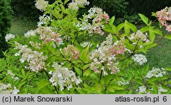 Hydrangea paniculata Phantom