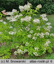 Hydrangea paniculata Phantom