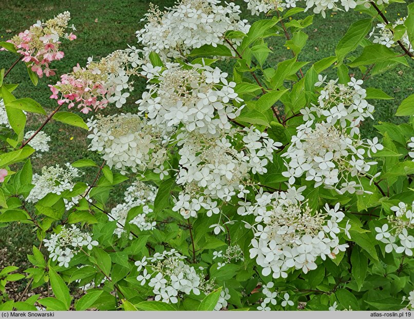 Hydrangea paniculata Phantom