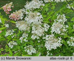 Hydrangea paniculata Phantom