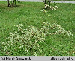 Cornus controversa Variegata