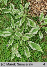 Cornus controversa Variegata