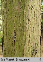 Juniperus virginiana (jałowiec wirginijski)