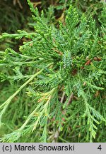 Juniperus virginiana (jałowiec wirginijski)