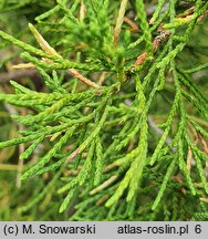 Juniperus virginiana (jałowiec wirginijski)