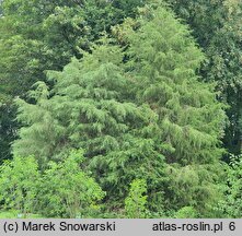 Juniperus virginiana (jałowiec wirginijski)