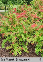 Berberis koreana (berberys koreański)