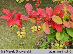 Berberis koreana (berberys koreański)