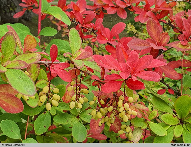 Berberis koreana (berberys koreański)