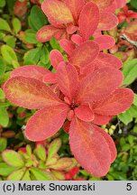 Berberis koreana (berberys koreański)