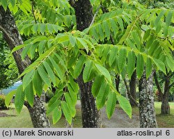 Juglans ailantifolia (orzech ajlantolistny)