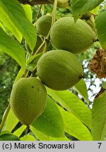 Juglans ailantifolia (orzech ajlantolistny)