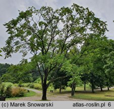 Juglans ailantifolia (orzech ajlantolistny)