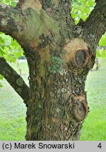 Platanus ×hispanica (platan klonolistny)