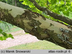 Platanus ×hispanica (platan klonolistny)