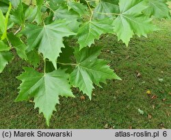 Platanus ×hispanica (platan klonolistny)