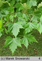 Platanus ×hispanica (platan klonolistny)